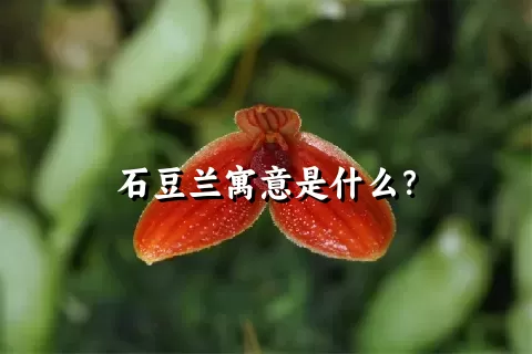 石豆兰寓意是什么？