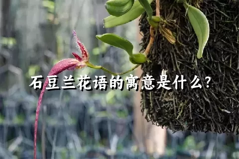 石豆兰花语的寓意是什么？