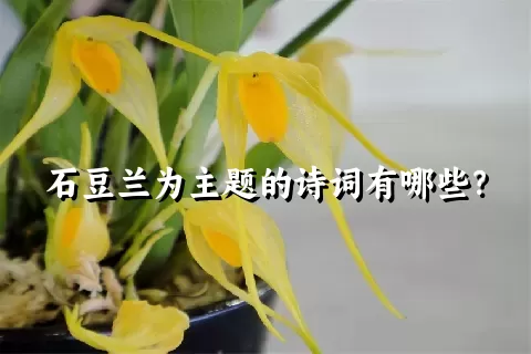 石豆兰为主题的诗词有哪些？