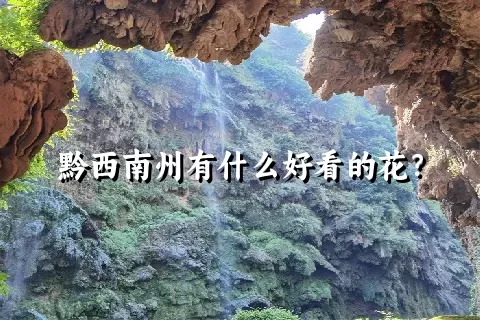 黔西南州有什么好看的花？