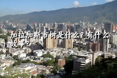 加拉加斯市树是什么？有什么故事？