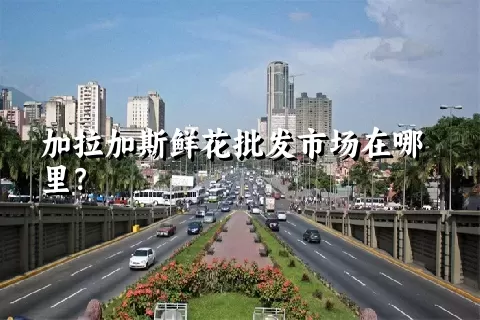 加拉加斯鲜花批发市场在哪里？