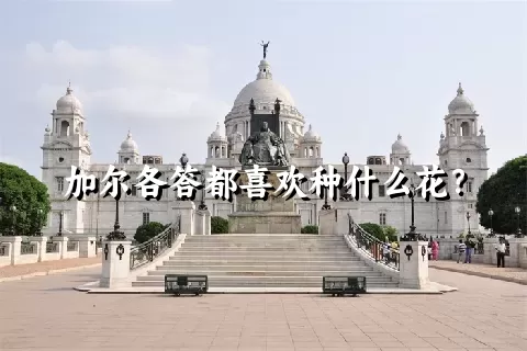 加尔各答都喜欢种什么花？