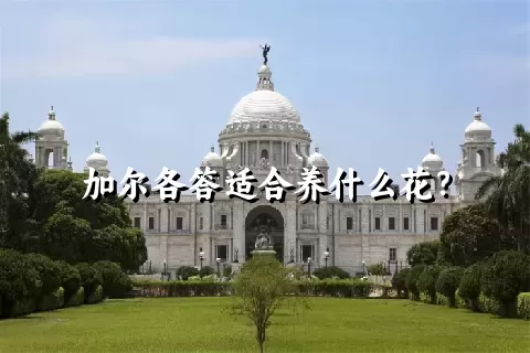 加尔各答适合养什么花？