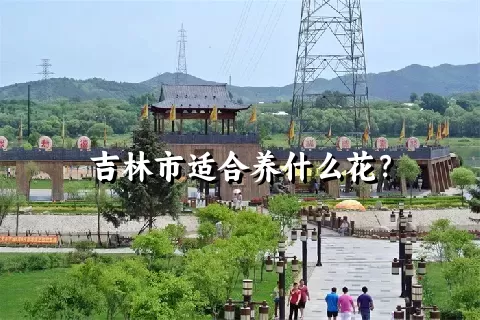 吉林市适合养什么花？