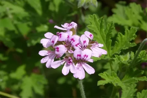 驱蚊草