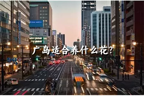 广岛适合养什么花？