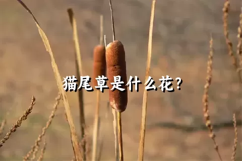 猫尾草是什么花？