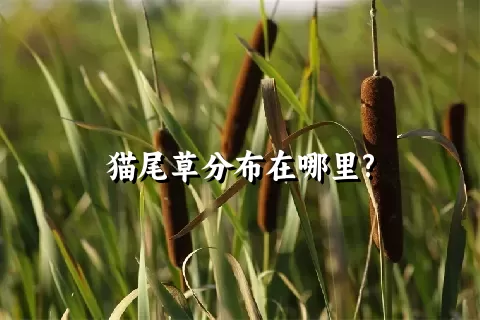 猫尾草分布在哪里?