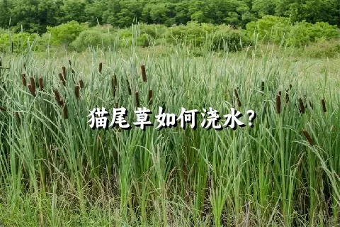 猫尾草如何浇水？