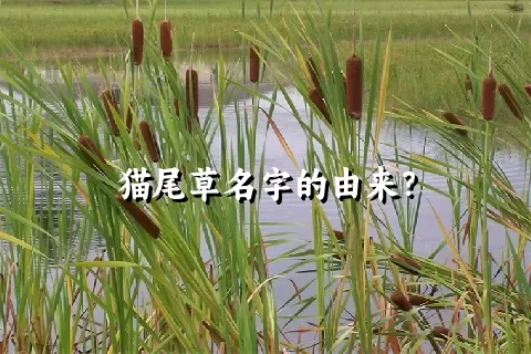 猫尾草名字的由来？