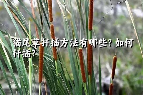 猫尾草扦插方法有哪些？如何扦插？