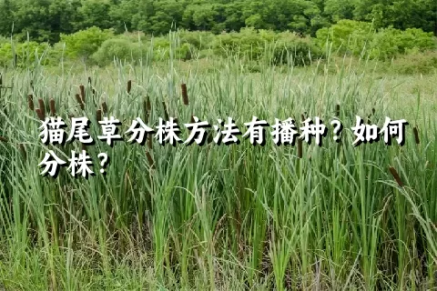 猫尾草分株方法有播种？如何分株？