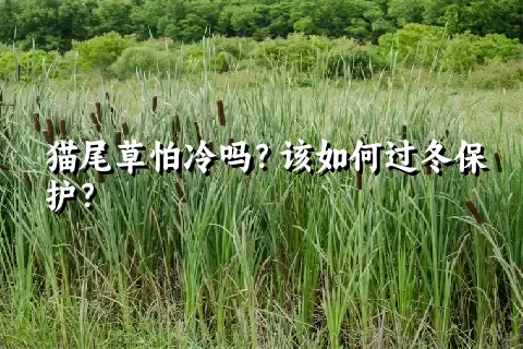 猫尾草怕冷吗？该如何过冬保护？