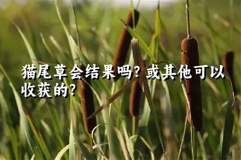 猫尾草会结果吗？或其他可以收获的？