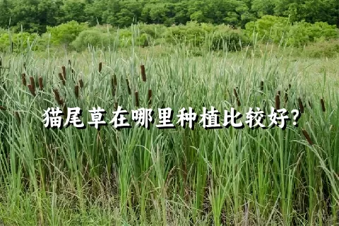 猫尾草在哪里种植比较好？