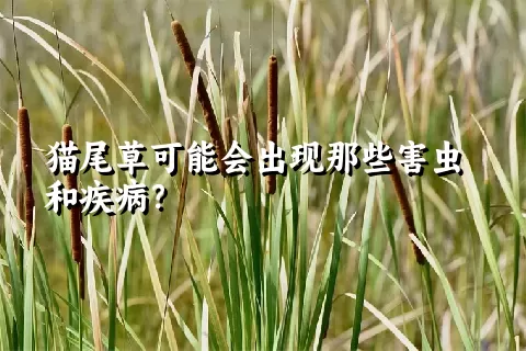 猫尾草可能会出现那些害虫和疾病？