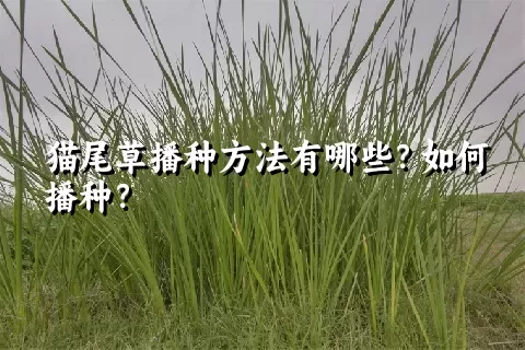 猫尾草播种方法有哪些？如何播种？