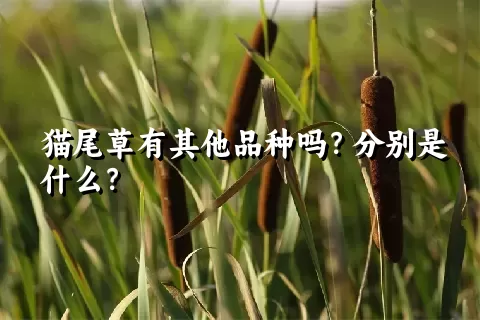 猫尾草有其他品种吗？分别是什么？