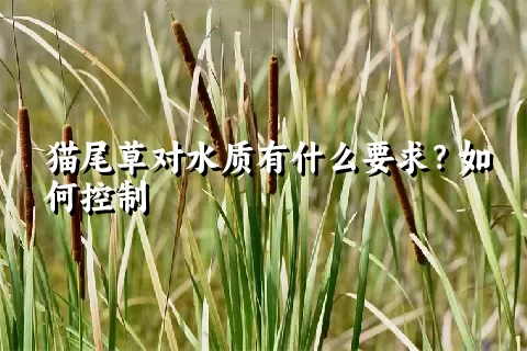 猫尾草对水质有什么要求？如何控制