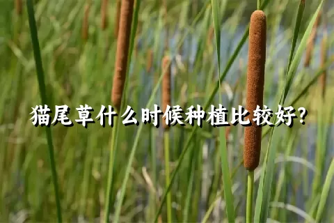 猫尾草什么时候种植比较好？