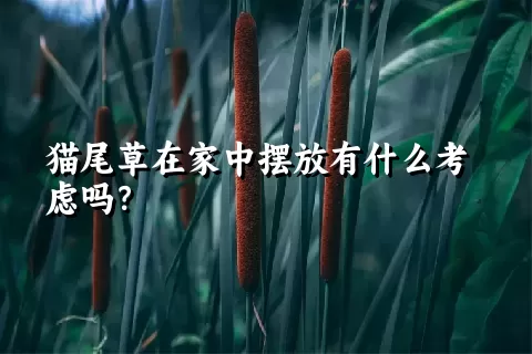 猫尾草在家中摆放有什么考虑吗？