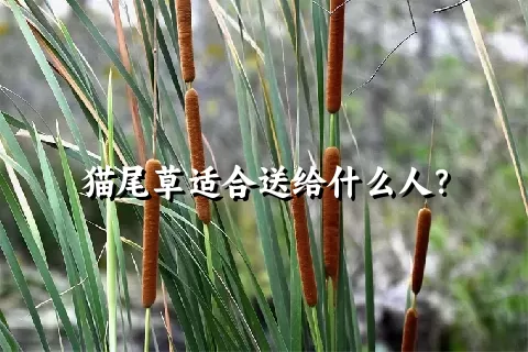 猫尾草适合送给什么人？