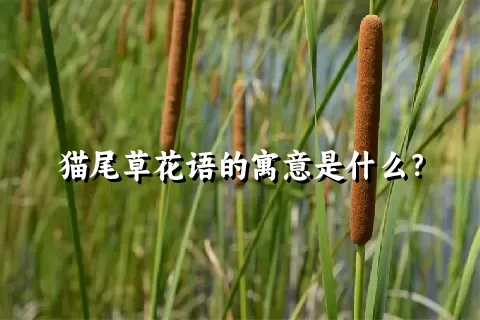 猫尾草花语的寓意是什么？