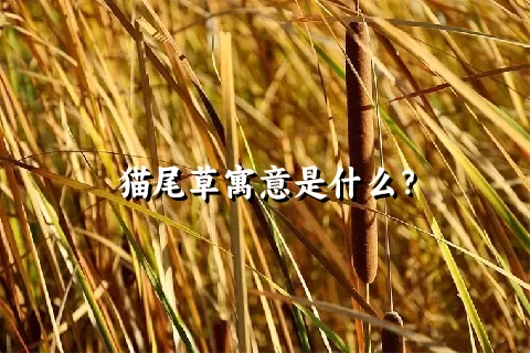 猫尾草寓意是什么？