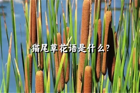 猫尾草花语是什么？