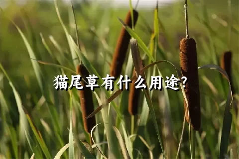 猫尾草有什么用途？