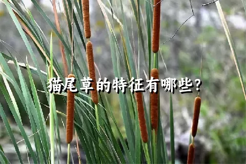 猫尾草的特征有哪些？