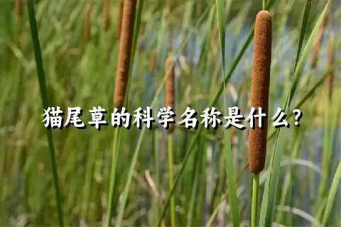 猫尾草的科学名称是什么？