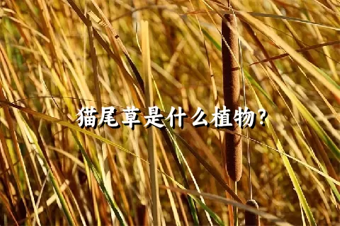 猫尾草是什么植物？