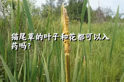 猫尾草的叶子和花都可以入药吗？