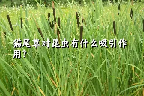 猫尾草对昆虫有什么吸引作用？