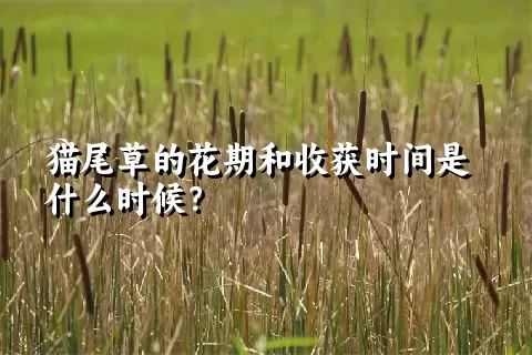 猫尾草的花期和收获时间是什么时候？