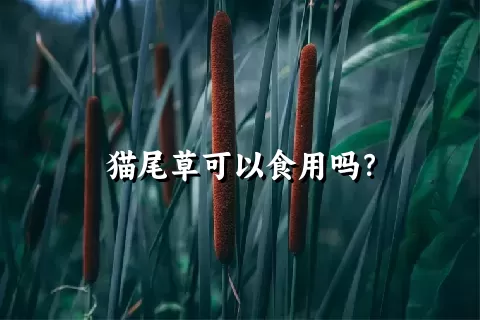 猫尾草可以食用吗？