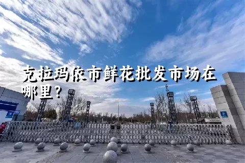 克拉玛依市鲜花批发市场在哪里？