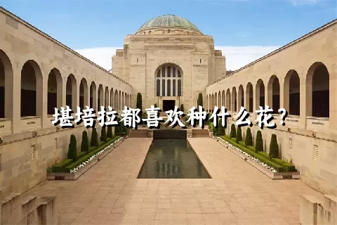 堪培拉都喜欢种什么花？