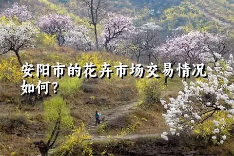 安阳市的花卉市场交易情况如何？