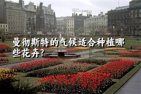 曼彻斯特的气候适合种植哪些花卉?