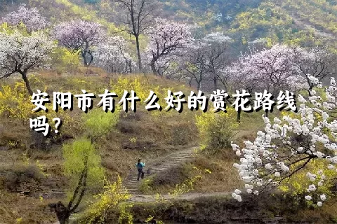 安阳市有什么好的赏花路线吗？