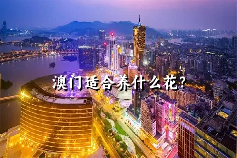 澳门适合养什么花？