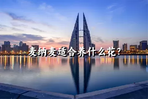 麦纳麦适合养什么花？