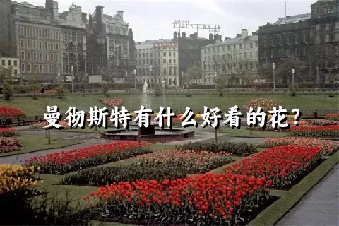 曼彻斯特有什么好看的花？