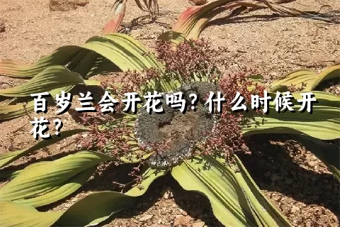 百岁兰会开花吗？什么时候开花？