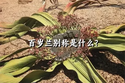 百岁兰别称是什么？