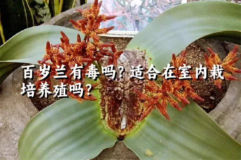 百岁兰有毒吗？适合在室内栽培养殖吗？