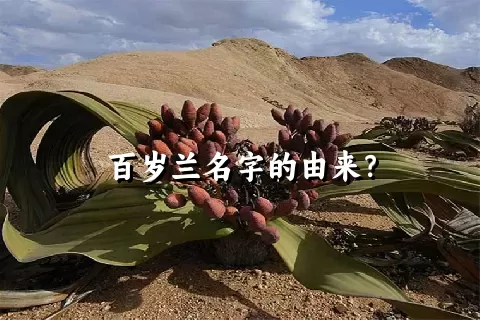 百岁兰名字的由来？